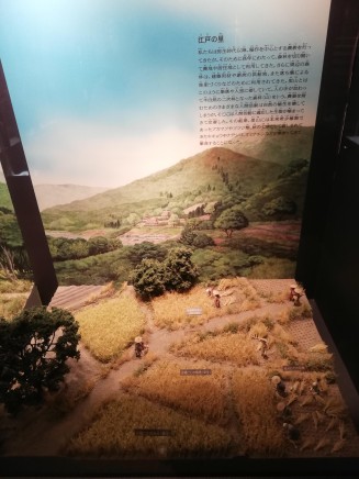 Edo period rice cultivation