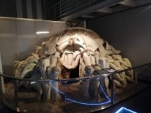 Dwelling made of mammoth bones